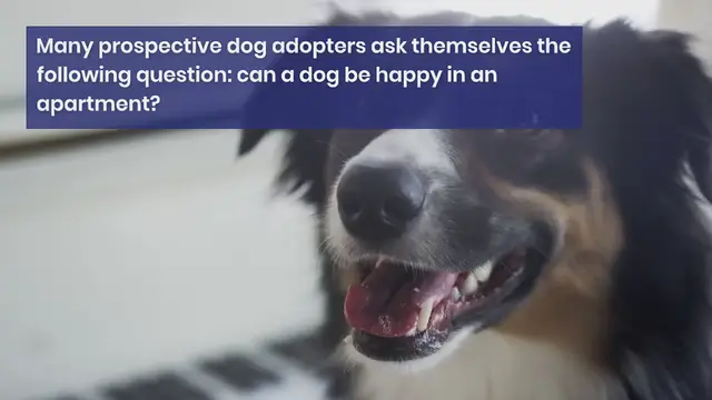 Video thumbnail for Can an Australian Shepherd live in an apartment?
