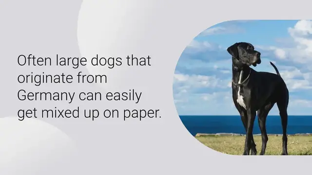 Video thumbnail for Weimaraner vs. Great Dane: what are the differences?