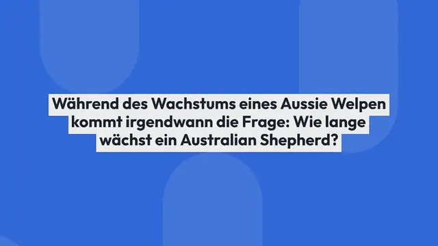 Video thumbnail for Wie lange wächst ein Australian Shepherd?