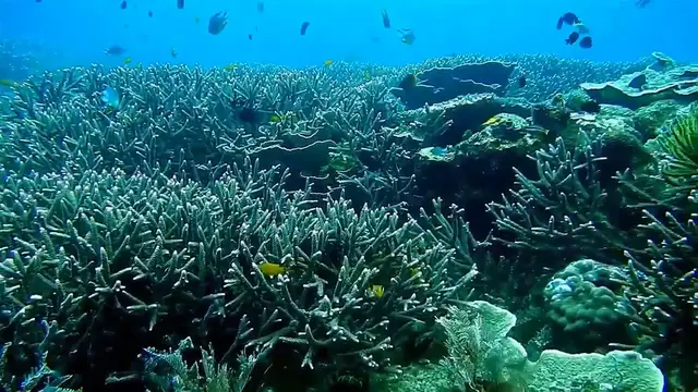 Video thumbnail for UNDER WATER FISHES