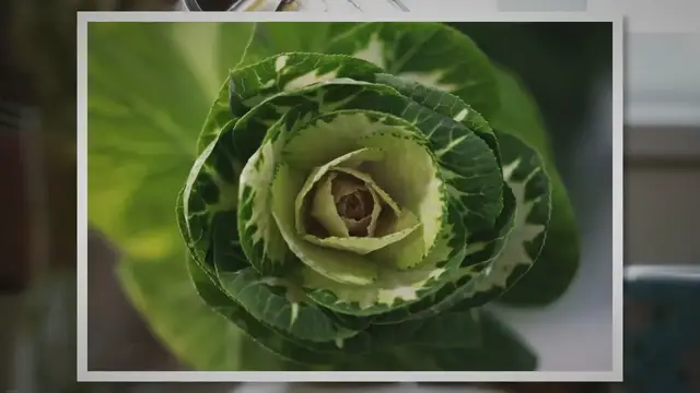 Video thumbnail for How to Freeze Cabbage and Keep It Crunchy and Flavorful