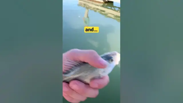 'Video thumbnail for Sandbass catch n release Just a few more inches and it’d be in to the oil! Love fishing as a family'