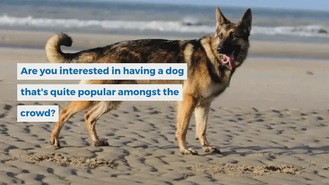 Video thumbnail for 20 amazing sable dog breeds (with pictures!)