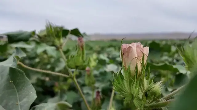 Video thumbnail for China: Xinjiang battles scorching heat as temps approach 50 Celsius in some areas.