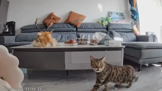 Video thumbnail for Cat Responds to Owner's Voice from Security Camera