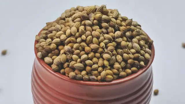 Video thumbnail for Cultivating Cilantro: From Leaf to Seed