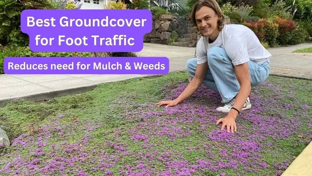 Video thumbnail for Great Groundcovers - Creeping Thyme UPDATE in 3rd Year (Thymus) & How to Divide