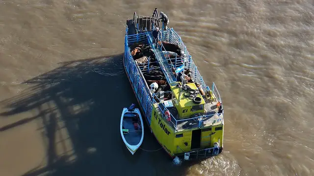 Video thumbnail for Argentina farmers evacuate cattle by boat as El Nino escalates