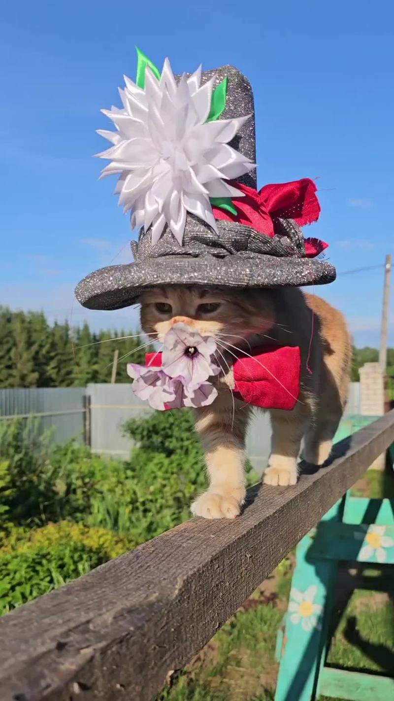 Video thumbnail for Romantic Cat in a Fancy Hat Bringing Flowers