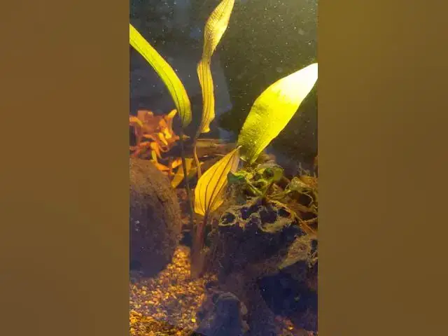 Video thumbnail for My Apistogramma Hongsloi right after a water change. #Shorts
