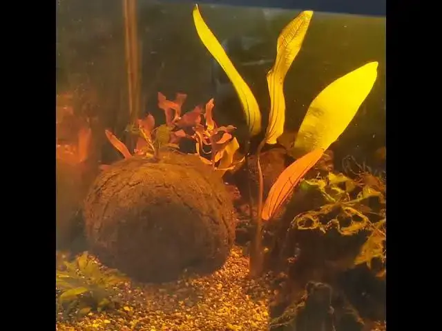 Video thumbnail for The plants got planted #Shorts