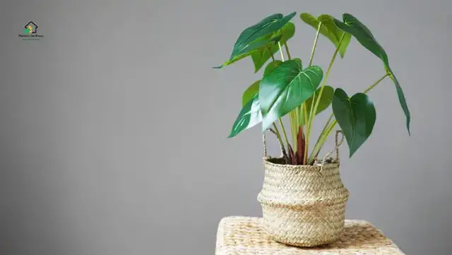 Video thumbnail for Arrowhead Plant Care: Practical Tips