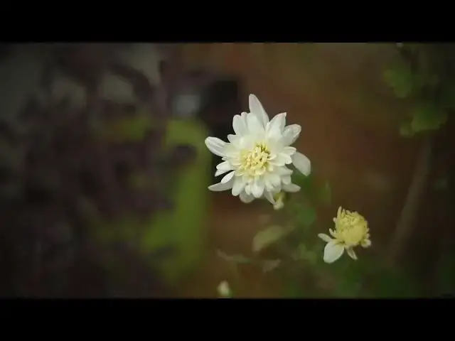 Video thumbnail for CHRYSANTHEMUM FLOWER