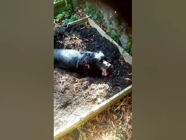 'Video thumbnail for Cocker spaniel gardening'