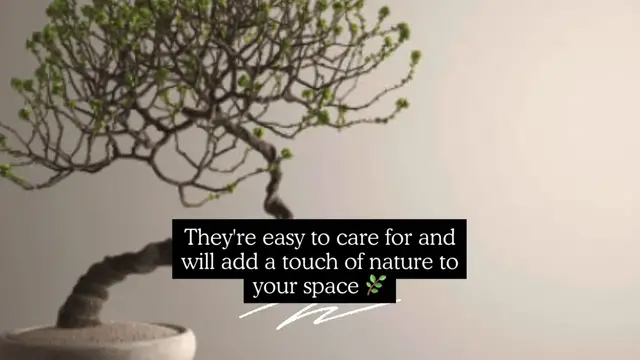 Video thumbnail for Flowering indoor bonsai trees 🌸