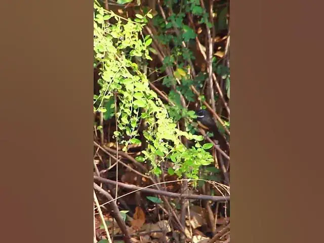 Video thumbnail for Small Black Bird Wild #dovebird #smallbird #birds #bird #shortdove #nestdove #babiesdove