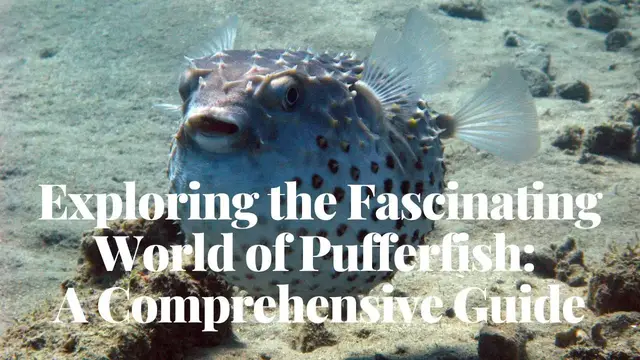 'Video thumbnail for Exploring the Fascinating World of Pufferfish: A Comprehensive Guide'