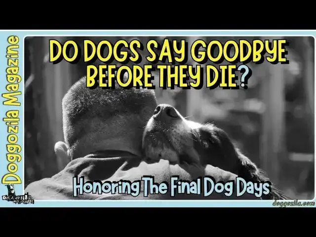 Video thumbnail for Do Dogs Say Goodbye Before They Die?