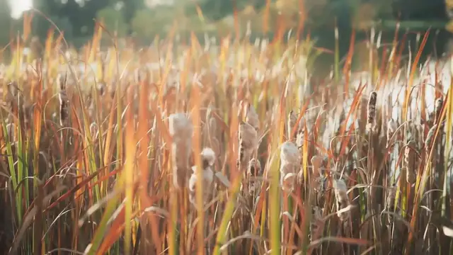 Video thumbnail for Native Plants for Water Conservation