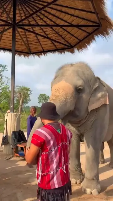 'Video thumbnail for Giving Mud Spa Experience at The Elephant Jungle Sanctuary'