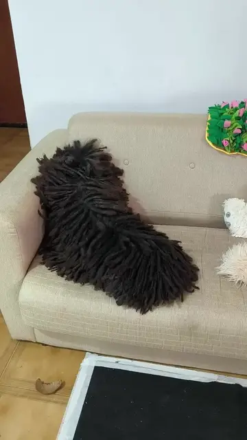 Video thumbnail for Mop-Like Corded Dog Reveals the Hidden Head on the Couch