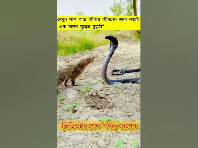 Video thumbnail for দেখুন সাপ আর বিজির জীবনের জন্য লড়াই — এক বাস্তব যুদ্ধের মুহূর্ত!"