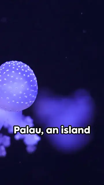 'Video thumbnail for Most Scenic Jellyfish Lake'