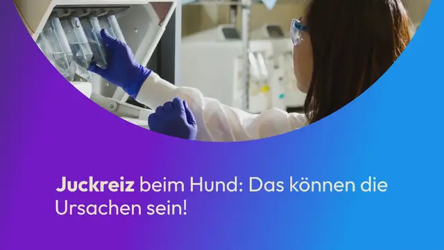 Video thumbnail for Juckreiz beim Hund: Das können die Ursachen sein! (Ratgeber)