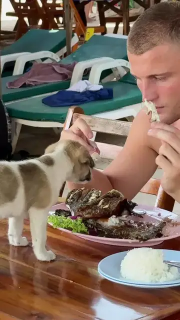 Video thumbnail for Puppy Steals the Spotlight at the Beachside Lunch Table