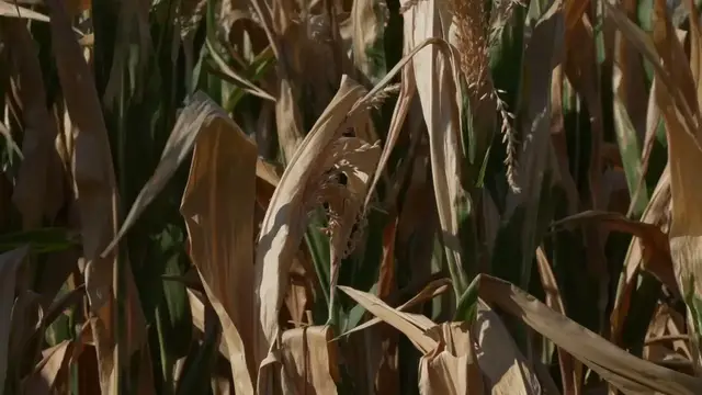Video thumbnail for France: French livestock farmers ration feed as severe drought strains supplies.