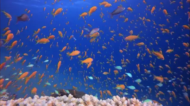 Video thumbnail for Leer alles over je favoriete huisdieren