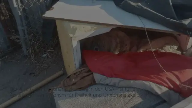 Video thumbnail for Ausgesetzt am Feiertag: Wie diese 2 Welpen ein Jahr auf der Straße leben, zerbricht jedem das Herz