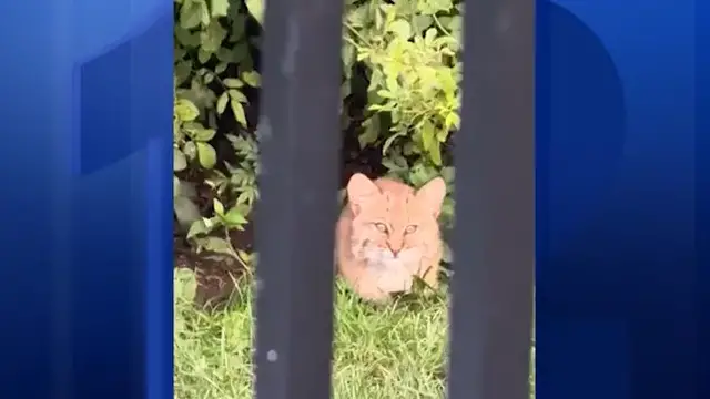 Video thumbnail for Rare bobcat caught on camera peeking into Sussex County backyard