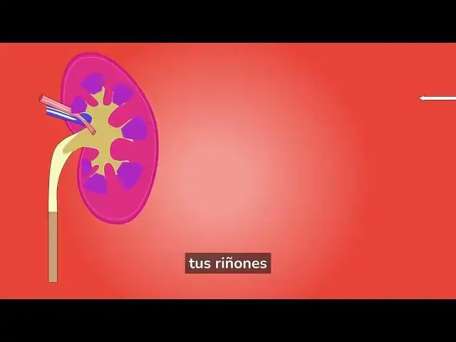 Video thumbnail for Cómo mantener tus riñones saludables y evitar la formación de cálculos renales