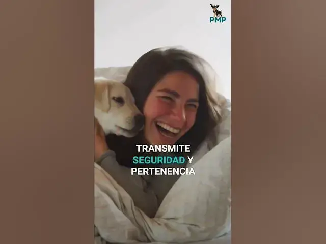 Video thumbnail for Calma a tu perro: consejos clave y aroma familiar #shorts