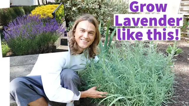 Video thumbnail for How to Grow Bushy Lavender Covered in Flowers