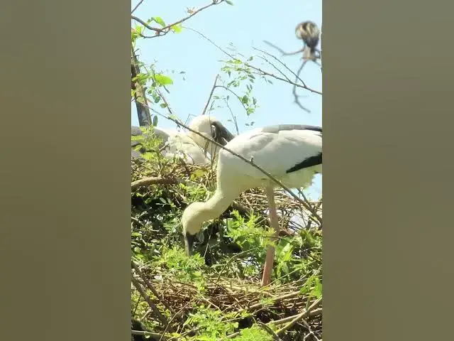 'Video thumbnail for Wow Nice Gain Bird A lot  EP 43 #birds #nestbird #birdalot #birdfeed #birdeat'