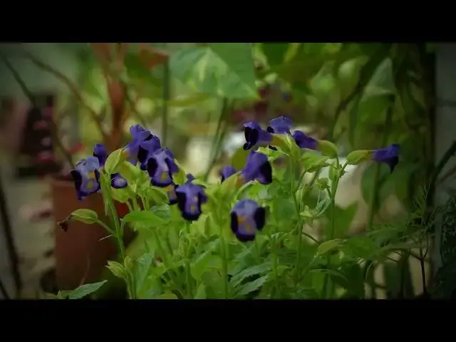 Video thumbnail for BLUE PURPLE FLOWER