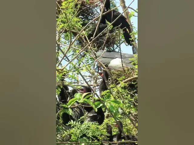 'Video thumbnail for Wow Nice Gain Bird A lot  EP 41 #birds #nestbird #birdalot #birdfeed #birdeat'