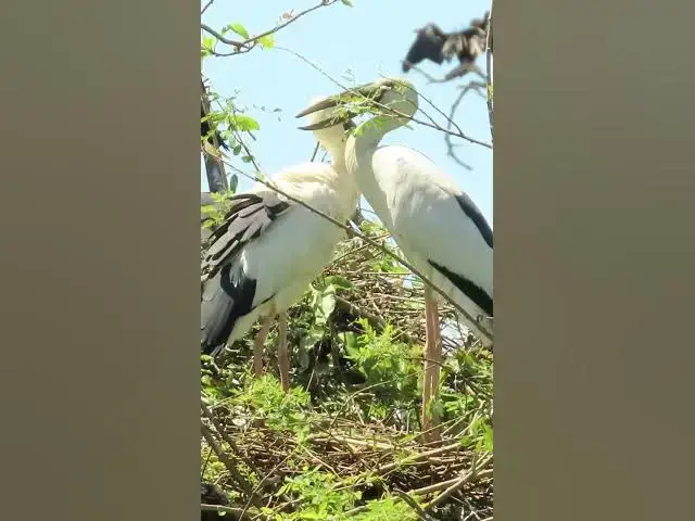 'Video thumbnail for Wow Nice Gain Bird A lot  EP 42 #birds #nestbird #birdalot #birdfeed #birdeat'