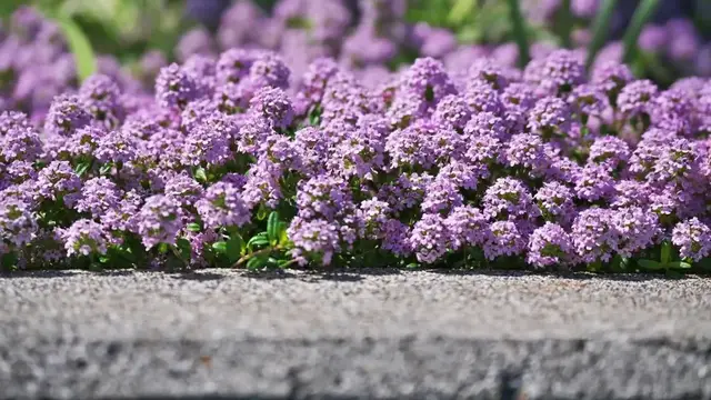 'Video thumbnail for Creeping Thyme Care Tips'
