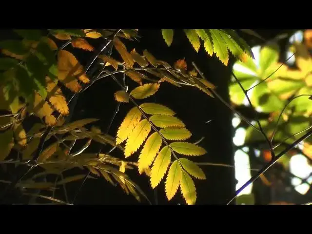 Video thumbnail for Leaves Falling