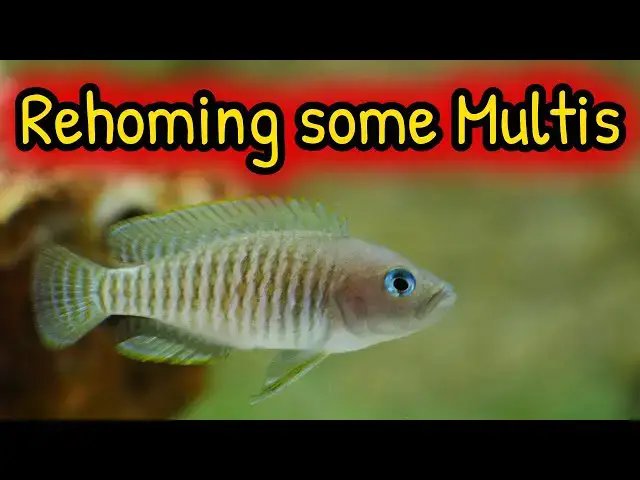 Video thumbnail for How I removed Neolamprologus Multifasciatus to give to @Anthony's Fishy Friends