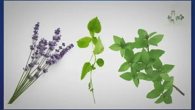 'Video thumbnail for Increase Your Energy Levels with These Indoor Plants'
