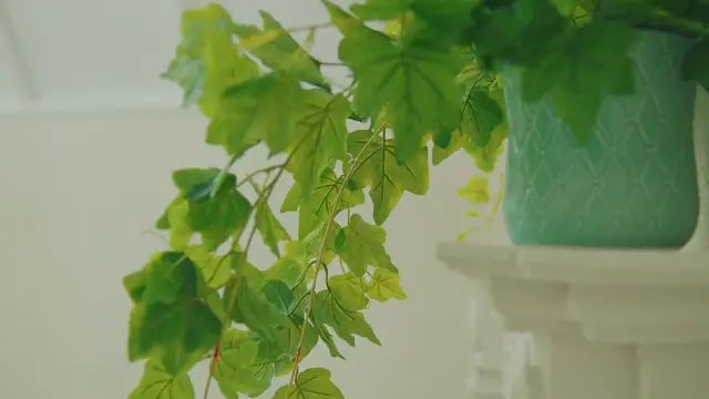 Video thumbnail for Planting Hostas in Shade: A Complete Guide for Lush Growth