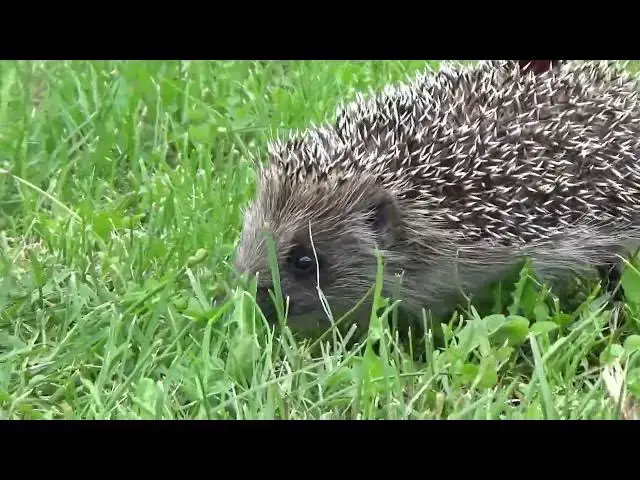 Video thumbnail for Hedgehogs in the garden