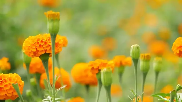 Video thumbnail for Growing Marigolds in Your Garden