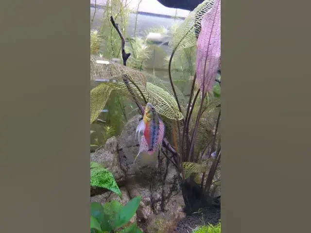 Video thumbnail for Stunning Apistogramma Hongsloi in Display Tank at Aquarium Fish Depot - San Diego #shorts