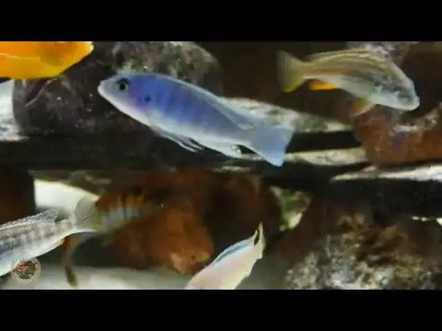 Video thumbnail for New Residents of the Mbuna Tank