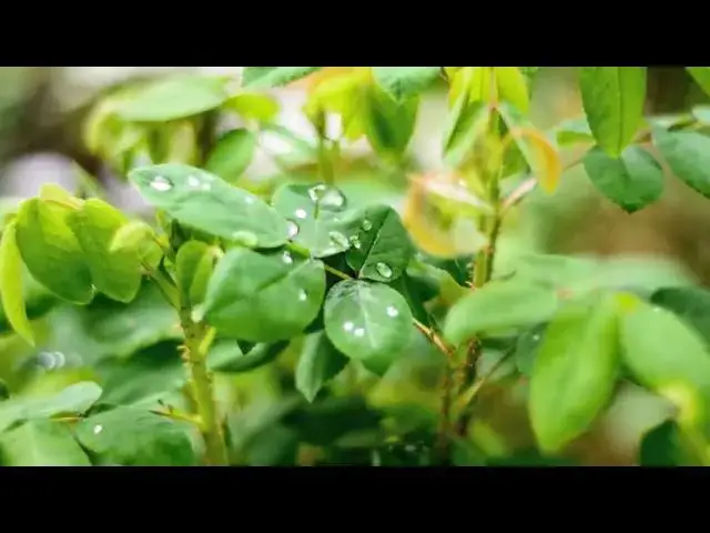 Video thumbnail for Green Leaves